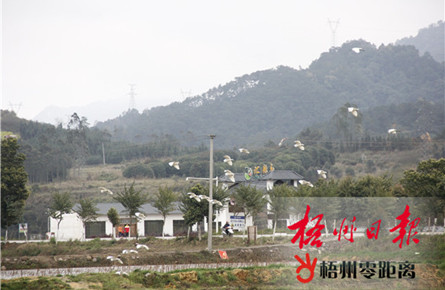 宜居鄉村白鷺飛