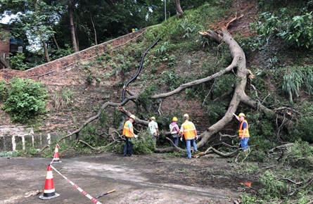 山邊大樹根部折斷掉落平臺(tái)