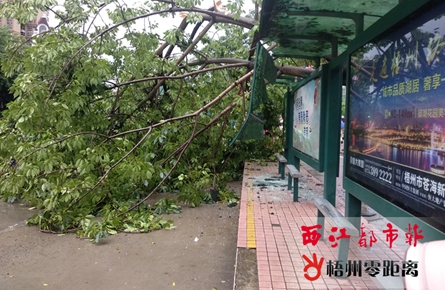 行道樹(shù)倒伏砸向公交站臺(tái) 數(shù)名市民受傷