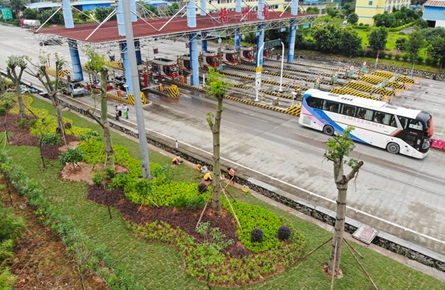 打造色彩豐富的流線型植物景觀