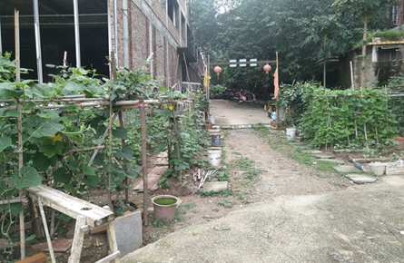 小區內圍地種菜污水四溢