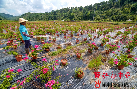 培育寶巾花經濟