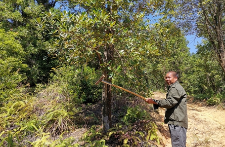 八角采摘難 “神器”來幫忙