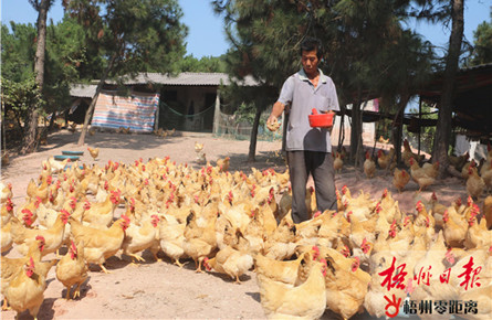 發展“林下經濟”