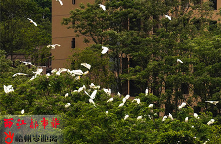 環境優美 白鷺翩躚