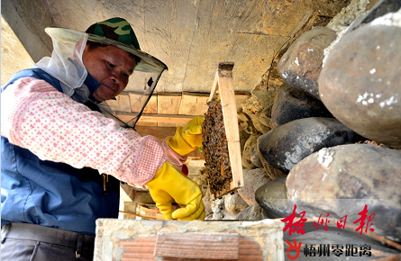 養蜂釀出致富“蜜”