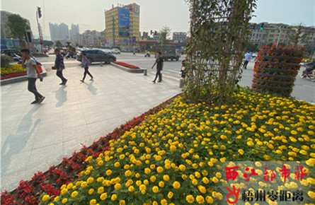 美化轉盤添綠意