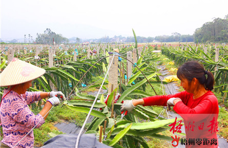 護(hù)理火龍果