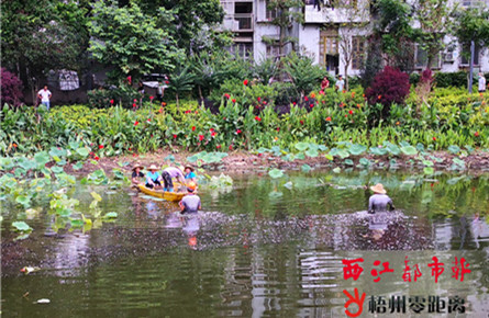 栽種荷花 美化景觀