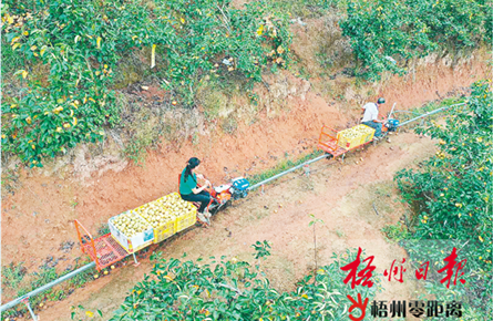 蜜梨豐收梨農樂