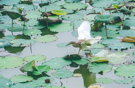 優美環境引鷺來