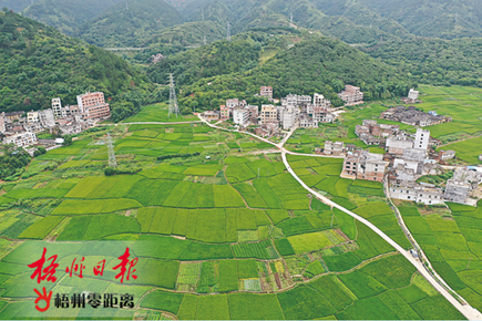 風吹稻花滿村香