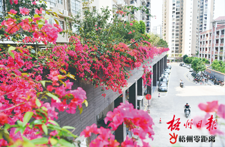 宜居環境鮮花盛放