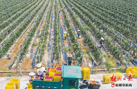 又到豐收摘果時