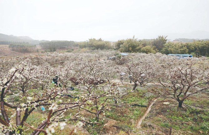 美了鄉村? 富了鄉親