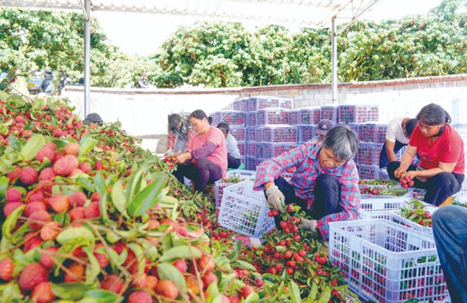 蒼梧縣沙頭鎮遲熟荔枝豐收季見聞