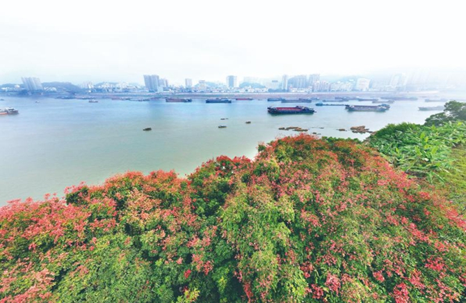 南岸欒樹“掛燈籠”