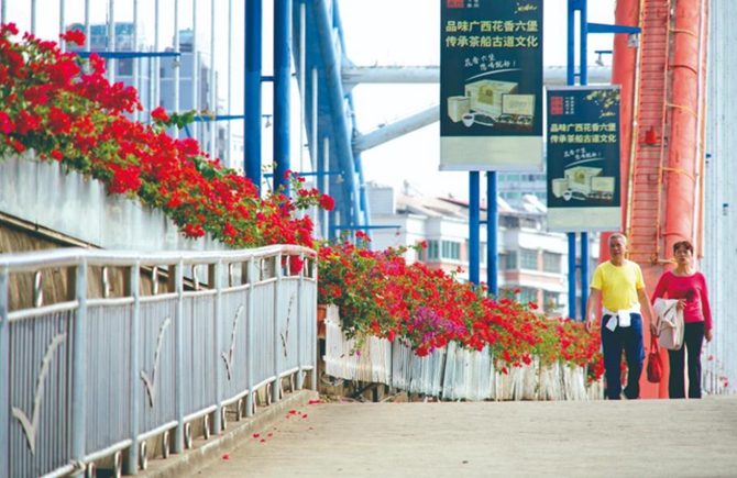 寶巾花盛開延綿成彩帶