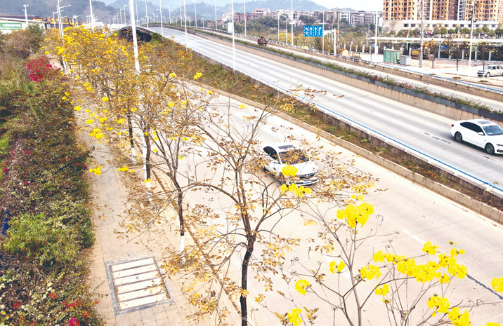 黃花風鈴木盛放