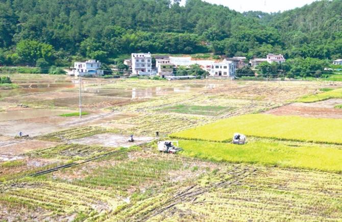 搶農時 忙“雙搶”