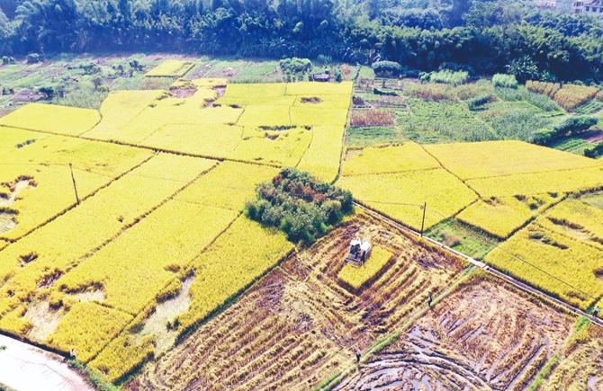 又是一個豐收年