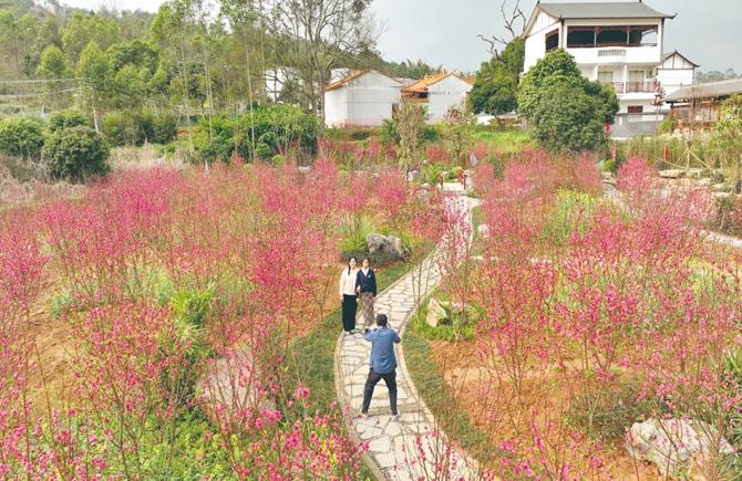春游賞花正當時