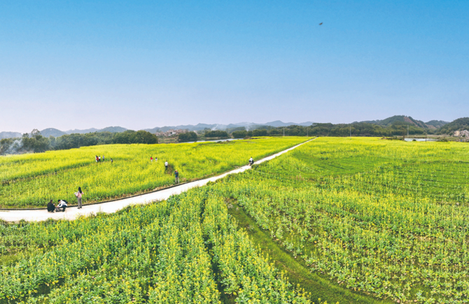 油菜花開鄉村如畫