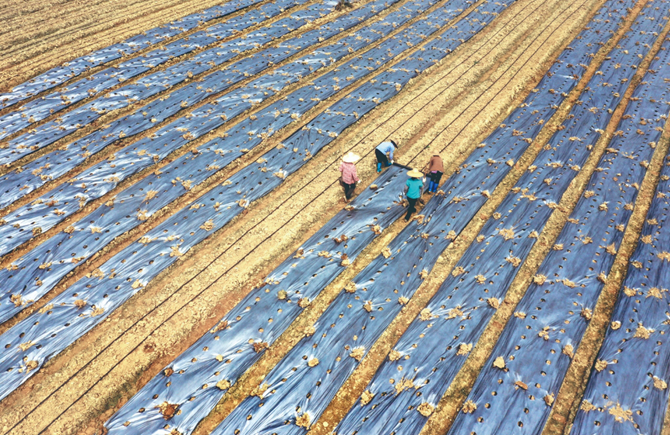 創春種經濟作物