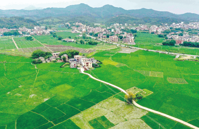 早稻播栽面積穩中有增