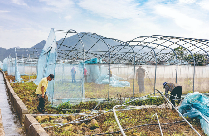 清理受災蔬菜大棚