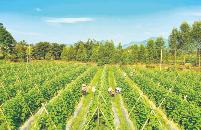 護理甜瓜 保增產(chǎn)