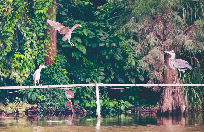 玫瑰湖成 水鳥天堂