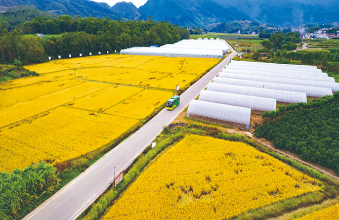 公交車穿過 金色稻田