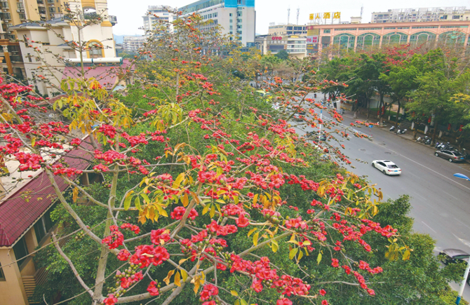 木棉花盛開(kāi)