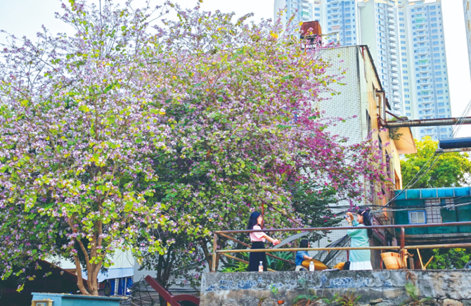 紫荊花開引游人