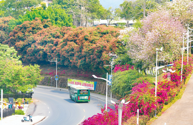 紫荊領銜花開滿城