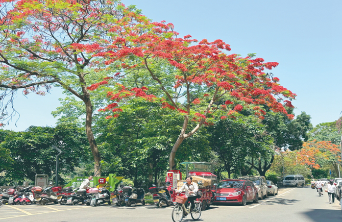 滿樹紅花迎初夏