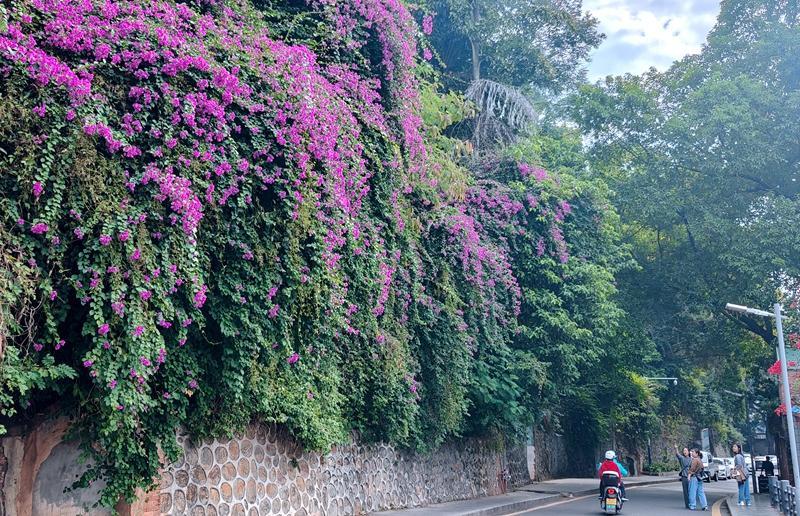 寶巾花開漫山紅