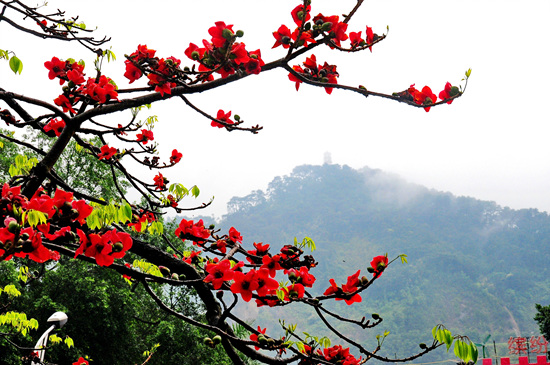今年木棉花開得分外嬌艷。